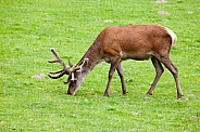 Red Deer Stag grazing