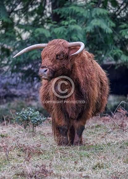 Scottish Highland Bull Scottish Highland Bull