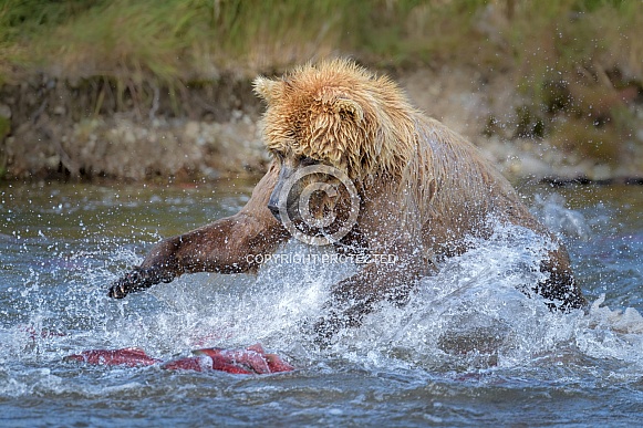 Brown Bear