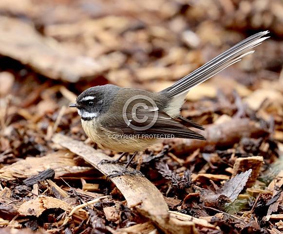 New Zealand Fantail New Zealand Fantail