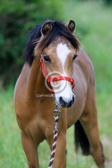 Buckskin Welsh Pony