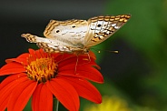 White Peacock 5