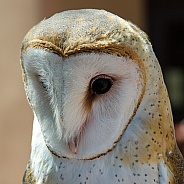 Portrait of a Female Barn Owl