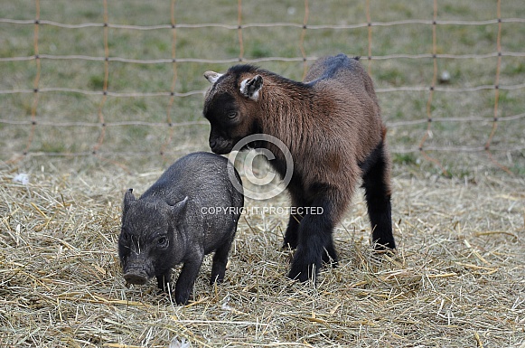 Miniature Pig and Jung goat