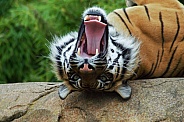 Playful Sumatran Tiger