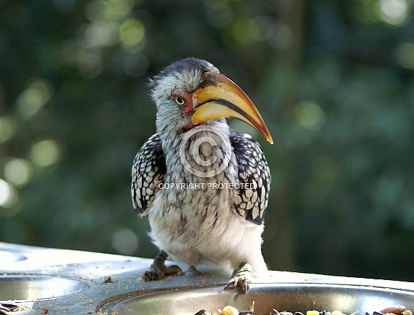 Yellow-Billed Hornbill Yellow-Billed Hornbill