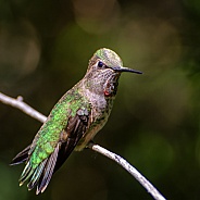 Hummingbird - Anna's Female Sitting Pretty