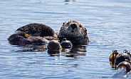 Sea Otter floating