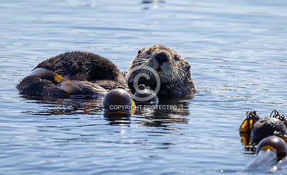 Sea Otter floating