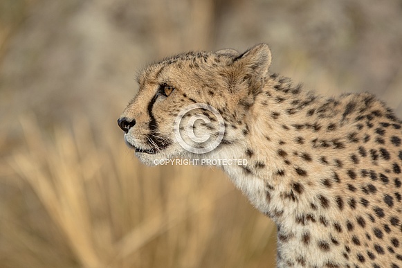 Cheetah