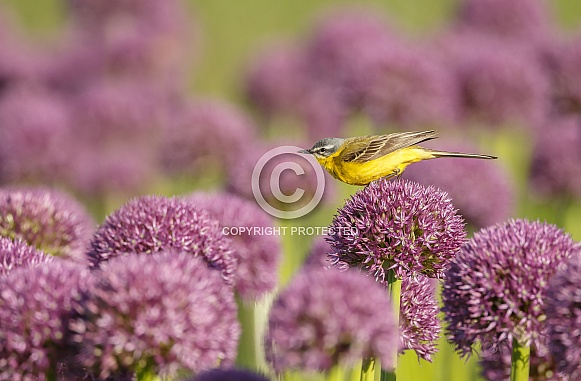 Yellow Wagtail bird