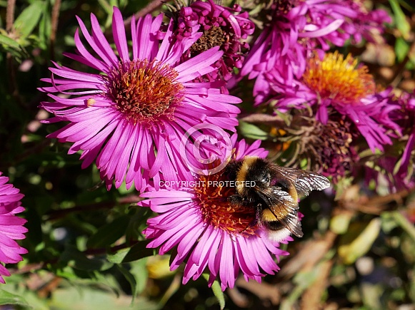 Bumblebee on aster