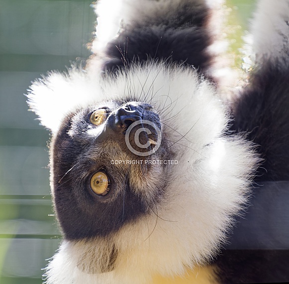 Lemur