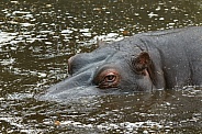 African Hippo, Close up
