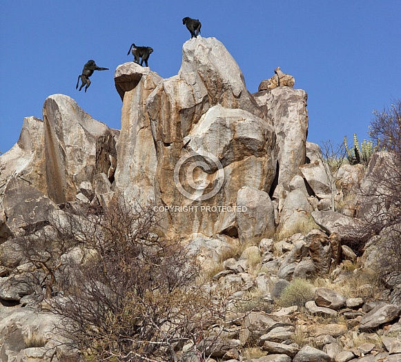 Chacma Baboons - Namibia