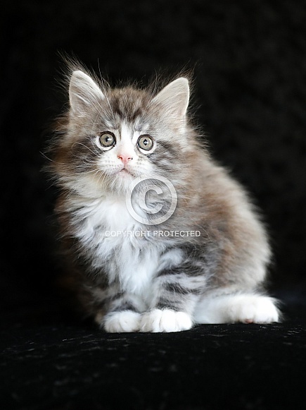 Maine Coon