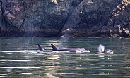 Family of marine mammal eating Biggs Killer whales.