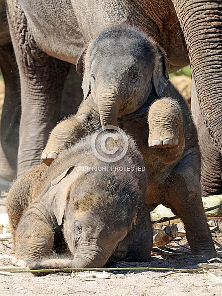 Young elephant (Elephas maximus)