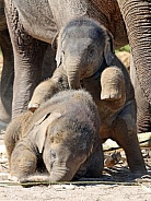 Young elephant (Elephas maximus)