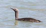 Red-throated Loon Swimming in the Lake