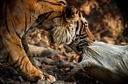 Beautiful tiger in the nature habitat. Tiger pose in amazing light. Wildlife scene with wild animal. Indian wildlife. Indian tiger. Panthera tigris tigris.