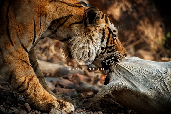 Beautiful tiger in the nature habitat. Tiger pose in amazing light. Wildlife scene with wild animal. Indian wildlife. Indian tiger. Panthera tigris tigris.