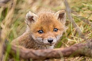 Red fox cubs