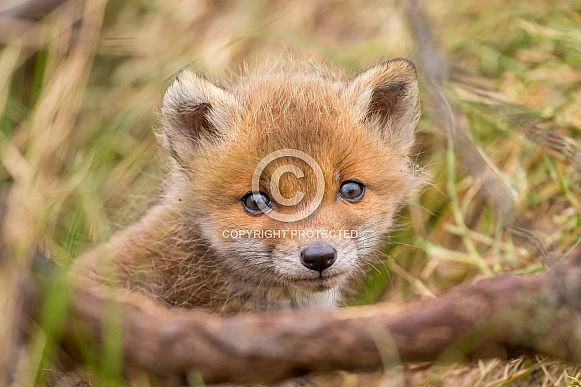 Red fox cubs Red fox cubs