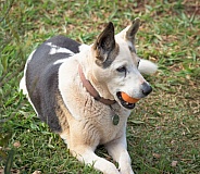 Dog holding orange ball in mouth lying on ground