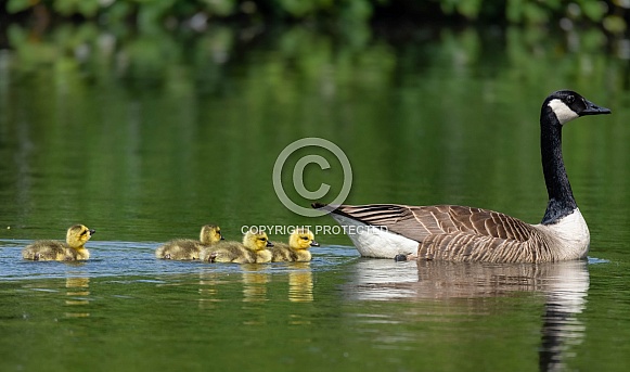 Goslings Goslings