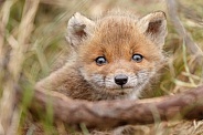 Red fox cubs in there natural habitat