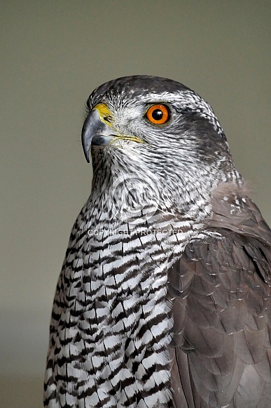 Goshawk