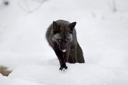 Red Fox in black phase
