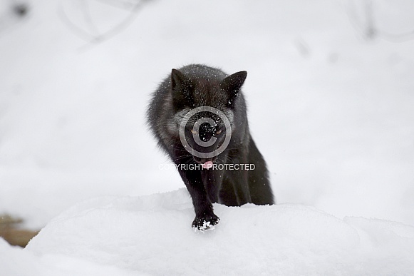 Red Fox in black phase