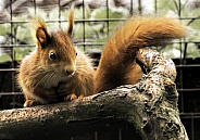 Red Squirrel Full Body On Branch
