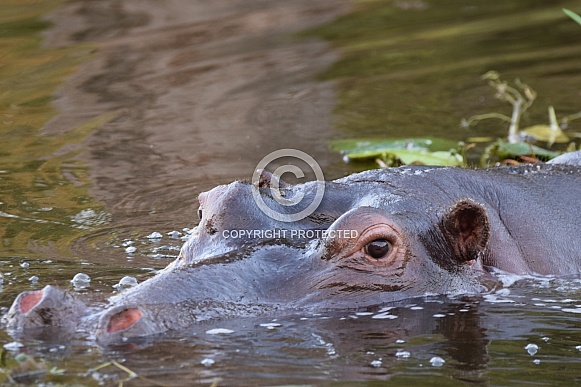 Hippo in water