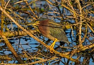 Green heron Butorides virescens perched motionless in the middle of dead twigs and sticks