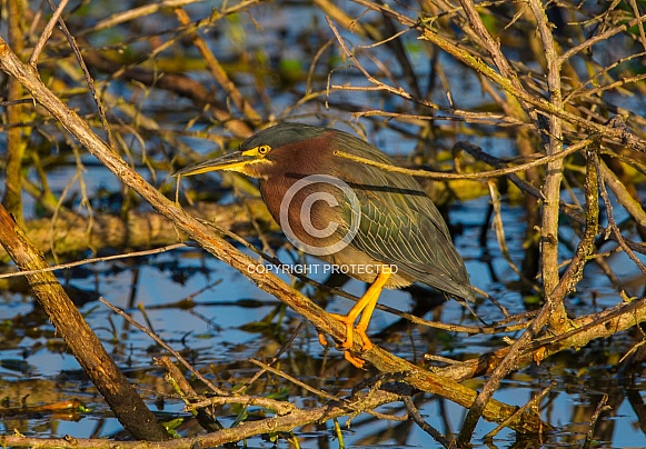 Green heron Butorides virescens perched motionless in the middle of dead twigs and sticks