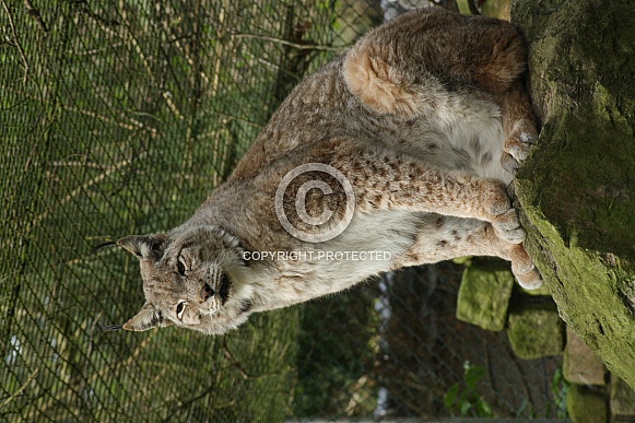 Canadian Lynx