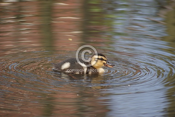 Mallard Duckling