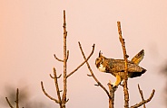 Wild great horned owl - bubo virginianus - profile side view perched on top of dead tree snag.  Hooting, calling caterwauling