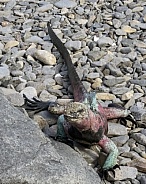 Galápagos Marine Iguana (Female)