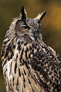Eurasian Eagle Owl