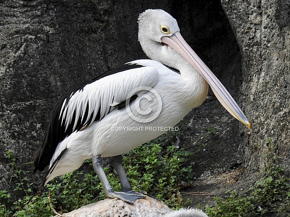 Australian pelican