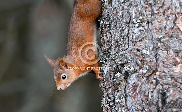 Red Squirrel