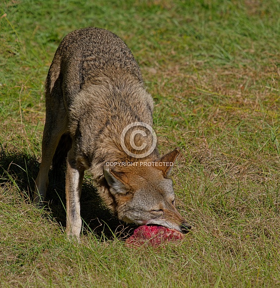 Red wolf