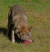 Red wolf