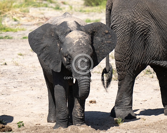 Young elephant with sand on his head and back