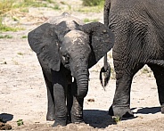 Young elephant with sand on his head and back