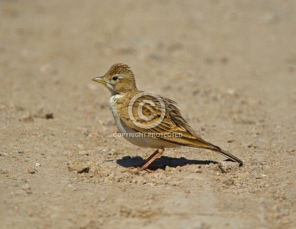 Short toed Lark Short toed Lark